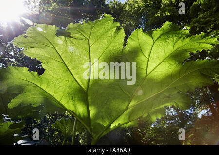 Ein Blatt in einem Garten am Quarry Bank, Cheshire. Steinbruch-Bank ist eine funktionierende Mühle gebaut im Jahre 1784. Stockfoto