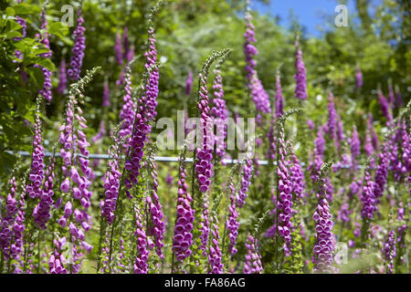 Blumen wachsen in einem Garten am Quarry Bank, Cheshire. Steinbruch-Bank ist eine funktionierende Mühle gebaut im Jahre 1784. Stockfoto