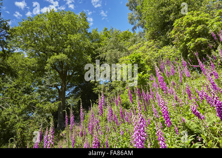 Ein Garten am Quarry Bank, Cheshire. Steinbruch-Bank ist eine funktionierende Mühle gebaut im Jahre 1784. Stockfoto