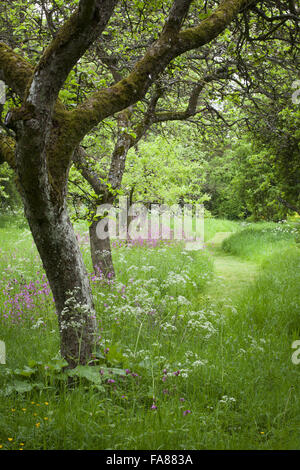 Der Obstgarten hinter die langen Grenzen am Hidcote, Gloucestershire, im Mai, mit Kuh-Petersilie und Red Campion (Silene Dioica). Stockfoto