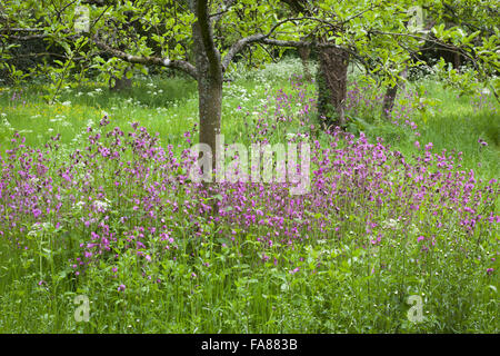 Der Obstgarten hinter die langen Grenzen am Hidcote, Gloucestershire, im Mai, mit Kuh-Petersilie und Red Campion (Silene Dioica). Stockfoto