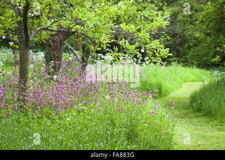 Der Obstgarten hinter die langen Grenzen am Hidcote, Gloucestershire, im Mai, mit Kuh-Petersilie und Red Campion (Silene Dioica). Stockfoto