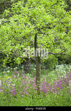 Der Obstgarten hinter die langen Grenzen am Hidcote, Gloucestershire, im Mai, mit Kuh-Petersilie und Red Campion (Silene Dioica). Stockfoto