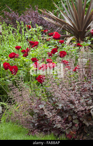 Rose, Heuchera und Cordyline in die rote Grenze bei Hidcote, Gloucestershire, im Juni. Stockfoto