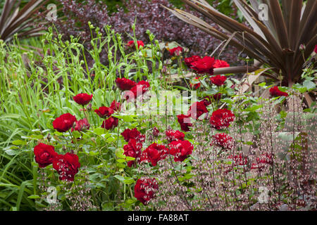 Rose, Heuchera und Cordyline in die rote Grenze bei Hidcote, Gloucestershire, im Juni. Stockfoto