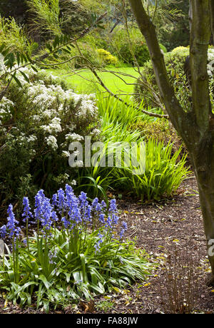Glockenblumen und Frühling Blumen im Garten halten im Mai am Dunster Castle, Somerset. Stockfoto
