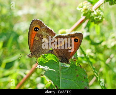 Wiese Braun (Maniola Jurtina) Schmetterlinge Paarung Stockfoto