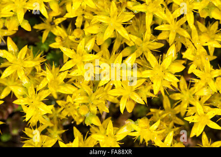 Fetthenne, Wand-Pfeffer, scharfen Mauerpfeffer, Sedum Acre, Orpin Âcre, Poivre des Mauern Stockfoto