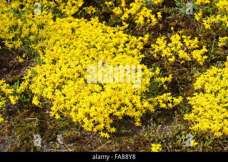 Fetthenne, Wand-Pfeffer, scharfen Mauerpfeffer, Sedum Acre, Orpin Âcre, Poivre des Mauern Stockfoto