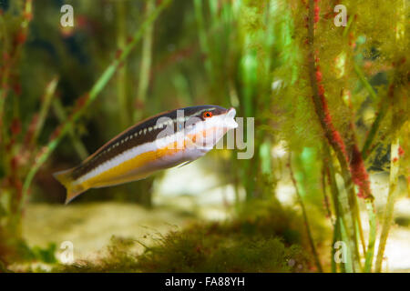 Mediterrane Regenbogen Lippfisch, Regenbogenfisch, Weiblich, Meerjunker, Mittelmeer-Junker, Weibchen, Coris Julis, Labrus Julis Stockfoto