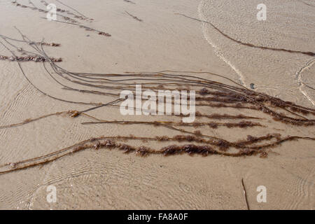 Toter Mann Seil, Meer Spitze, Glatte Meersaite, Gemeine Meersaite, Seesaite, Chorda Filum, Meeresalgen, Algen, Flachwasserbereich Stockfoto