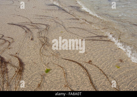 Toter Mann Seil, Meer Spitze, Glatte Meersaite, Gemeine Meersaite, Seesaite, Chorda Filum, Meeresalgen, Algen, Flachwasserbereich Stockfoto