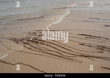 Toter Mann Seil, Meer Spitze, Glatte Meersaite, Gemeine Meersaite, Seesaite, Chorda Filum, Meeresalgen, Algen, Flachwasserbereich Stockfoto