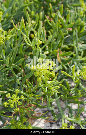 Meerfenchel, Meeresfenchel, Meer-Fenchel, Seafennel, Bazillenkraut, Crithmum Maritimum, Meerfenchel, Seefenchel, Meer-Fenchel Stockfoto