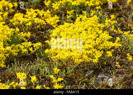 Fetthenne, Wand-Pfeffer, scharfen Mauerpfeffer, Sedum Acre, Orpin Âcre, Poivre des Mauern Stockfoto