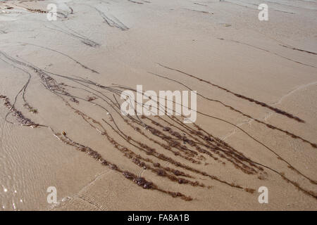 Toter Mann Seil, Meer Spitze, Glatte Meersaite, Gemeine Meersaite, Seesaite, Chorda Filum, Meeresalgen, Algen, Flachwasserbereich Stockfoto