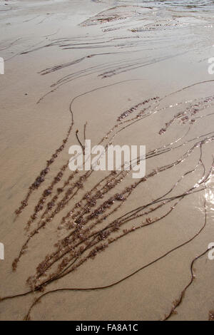 Toter Mann Seil, Meer Spitze, Glatte Meersaite, Gemeine Meersaite, Seesaite, Chorda Filum, Meeresalgen, Algen, Flachwasserbereich Stockfoto