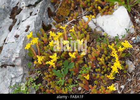 Fetthenne, Wand-Pfeffer, scharfen Mauerpfeffer, Sedum Acre, Orpin Âcre, Poivre des Mauern Stockfoto