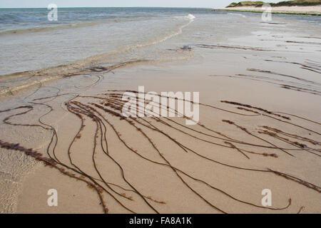 Toter Mann Seil, Meer Spitze, Glatte Meersaite, Gemeine Meersaite, Seesaite, Chorda Filum, Meeresalgen, Algen, Flachwasserbereich Stockfoto