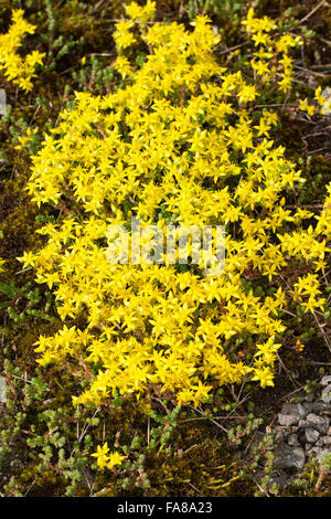 Fetthenne, Wand-Pfeffer, scharfen Mauerpfeffer, Sedum Acre, Orpin Âcre, Poivre des Mauern Stockfoto