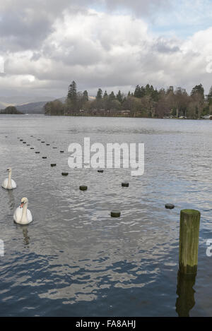Cumbria, UK. 23. Dezember 2015. Zwei Schwäne paddeln Sie vorbei an einem versunkenen Steg auf Windermere in Cumbria. Bildnachweis: Michael Scott/Alamy Live-Nachrichten Stockfoto