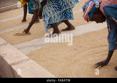 Reis wird vor dem Verkauf an eine Gruppe Verarbeitung Frauenzentrum in Sourou Provinz, Burkina Faso getrocknet. Stockfoto