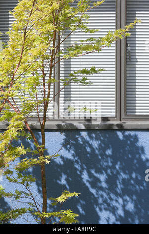 Detail der Acer und blaue Wand mit Stahl-gerahmte Fenster am hohen Kreuz Haus, Dartington, Devon. High Cross House wurde im Jahre 1932 von WE Lescaze, Howe und Lescaze of America, in internationalen modernen Stil gebaut. Stockfoto