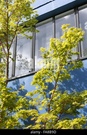 Detail der Acer und blaue Wand mit Stahl-gerahmte Fenster am hohen Kreuz Haus, Dartington, Devon. High Cross House wurde im Jahre 1932 von WE Lescaze, Howe und Lescaze of America, in internationalen modernen Stil gebaut. Stockfoto