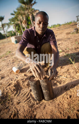 Baum und Sämling Kindergarten in Banfora Abteilung, Burkina Faso. Stockfoto