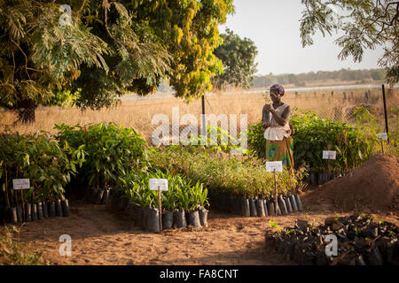 Baum und Sämling Kindergarten in Banfora Abteilung, Burkina Faso. Stockfoto