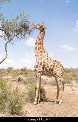 Eine Giraffe Essen Blätter im Naturschutzgebiet Franklin auf dem Naval Hill in Bloemfontein, Südafrika Stockfoto