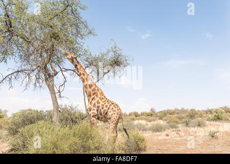 Eine Giraffe Essen Blätter im Naturschutzgebiet Franklin auf dem Naval Hill in Bloemfontein, Südafrika Stockfoto