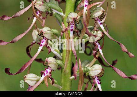 Lizard Orchid (Himantoglossum Hircinum) in Blüte Stockfoto