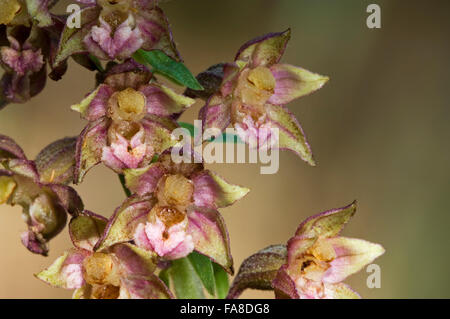 Breitblättrigen Helleborine (Epipactis Helleborine / Serapias Helleborine L.) in Blüte Stockfoto