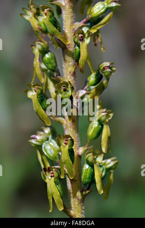 Eggleaf Nestwurzen / gemeinsame Orchidee Nestwurzen (Neottia Ovata / Listera Ovata) in Blüte Stockfoto