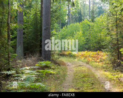 Gewölbte Boden Straße führt über nebligen herbstliche Laub Stand mit alten Bäumen, Białowieża Wald, Polen, Europa Stockfoto