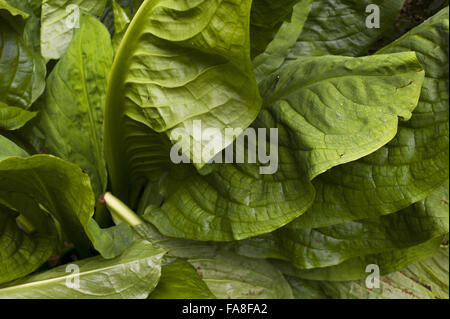 Schließen Sie die Ansicht der Blätter der Skunk Cabbage (Arisearna) in Hare Hill, Cheshire. Stockfoto