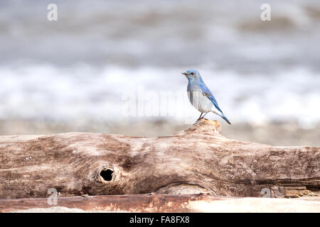 Männlich-Mountain Bluebird in Vancouver Kanada Stockfoto