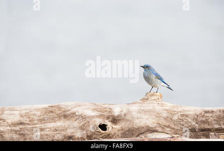 Männlich-Mountain Bluebird in Vancouver Kanada Stockfoto