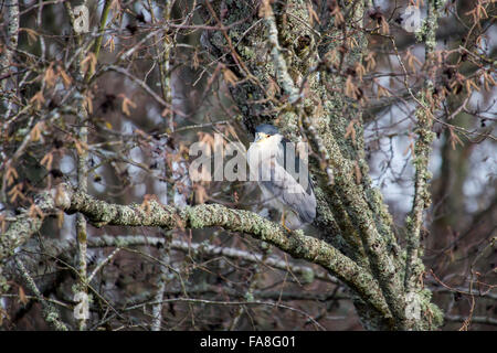 Schwarz-gekrönter Nachtreiher in Delta BC Kanada Stockfoto