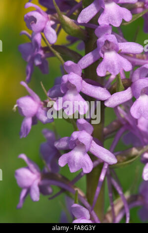 Duftende Orchidee (Gymnadenia Conopsea) in Blüte Stockfoto