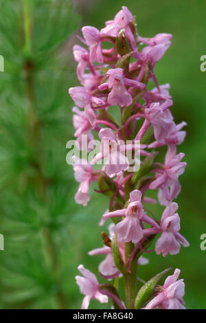 Duftende Orchidee (Gymnadenia Conopsea) in Blüte Stockfoto