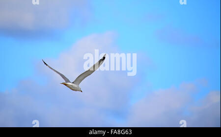 fliegende Möwe, von hinten gesehen Stockfoto