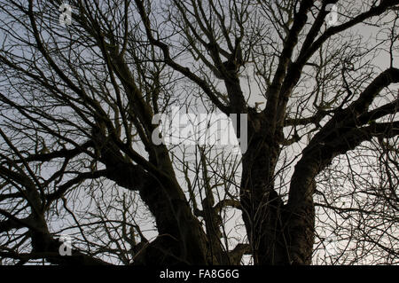 Silhouette Äste eines Baumes gegen einen dunklen Wolkenhimmel Sonnenuntergang Stockfoto