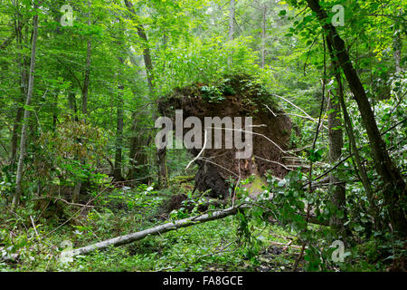 Sturm gebrochen Fichte im Sommer Laub stehen von Białowieża Wald, Wald von Białowieża, Polen, Europa Stockfoto