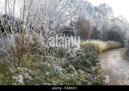 Die Winterwanderung im Dezember in Anglesey Abbey, Cambridgeshire, mit Salix Alba Subspecies Vitellina 'Britzensis', Fraxinus Excelsior 'Jaspidea' und Mahonia Aquifolium "Smaragd" Stockfoto