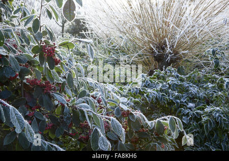 Salix Alba Subspecies Vitellina Britzensis, Zwergmispel Lacteus und Mahonia in Raureif, Mahonia Aquifolium "Smaragd" im Dezember in Anglesey Abbey, Cambridgeshire. Stockfoto