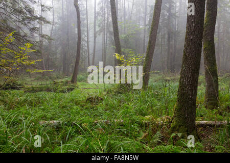 Herbstliche Laub Stand mit Freifläche in Nebel, Białowieża Wald, Polen, Europa Stockfoto