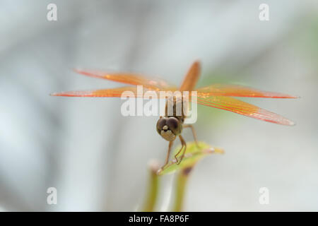 White-faced Meadowhawk Libelle männlich Stockfoto