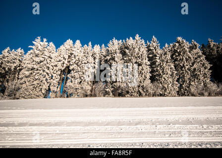 Bäume mit Schnee gegen blauen Himmel bedeckt Stockfoto